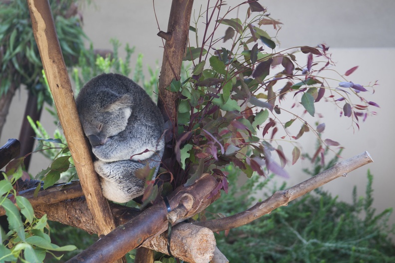 316-4854 San Diego Zoo - Sleeping Koala.jpg